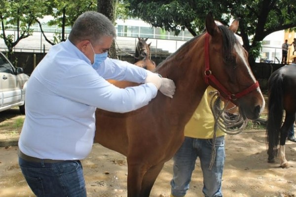 ICA incrementa controles y vacunación en el Huila para el movimiento de equinos por fiestas de San Pedro