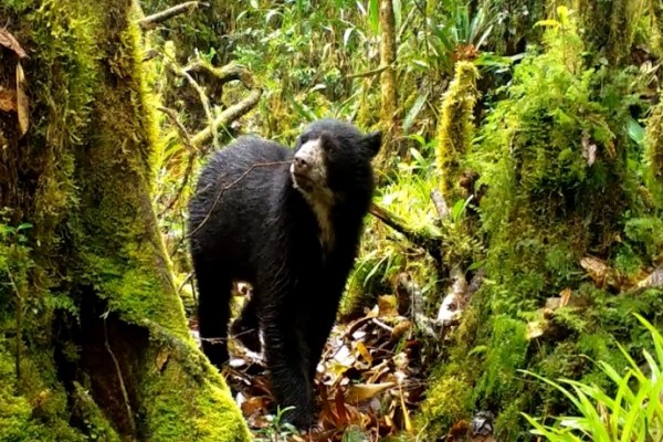 Hasta el Viernes irá el Tercer Festival Nacional de Oso de Anteojos y la Danta de Montaña