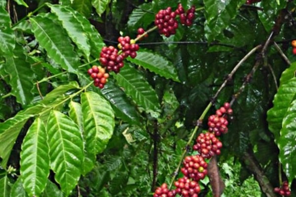 La broca no pone en riesgo la producción cafetera del Huila