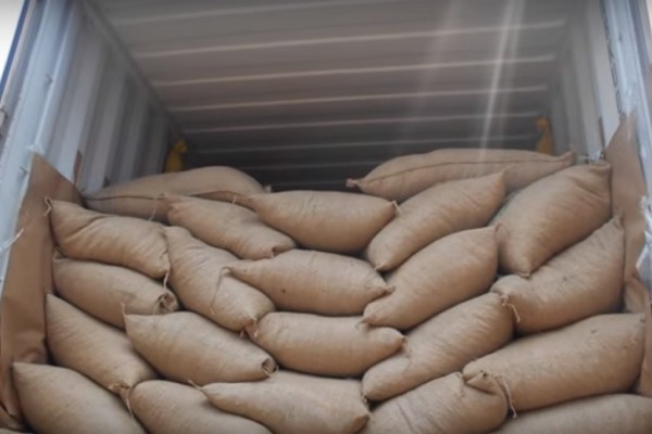 Cacaoteros de Gigante enviaron embarque de 800 kilos a Italia