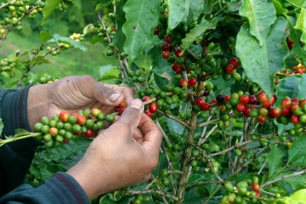 Huila consolida primer lugar en producción nacional cafetera