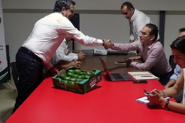 Aguacate Hass colombiano será una estrella en el Super Bowl de Estados Unidos