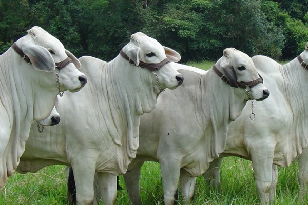 Ganaderos a revacunar contra la fiebre aftosa