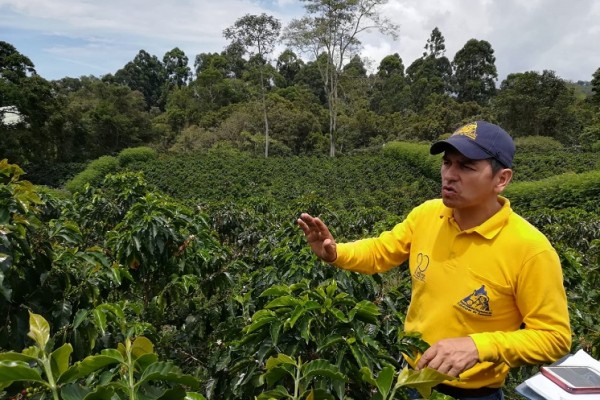 Alianza internacional para la renovación y reconversión de cafetales en el Huila