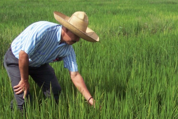 A más de $200 billones aumenta inversión rural en el PND