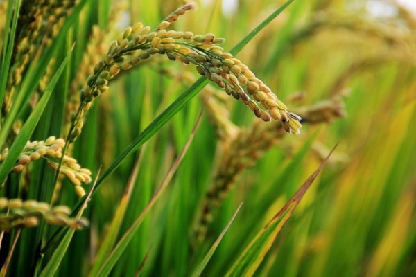 MinAgricultura abre convocatoria para arroceros del país