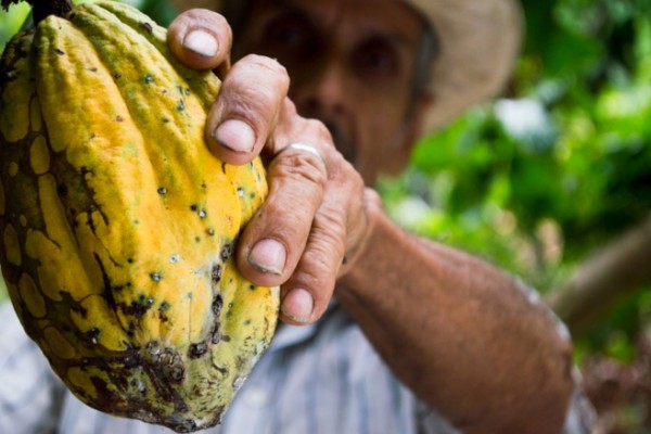 Invertirán más de $5 mil millones en sector cacaotero del Huila