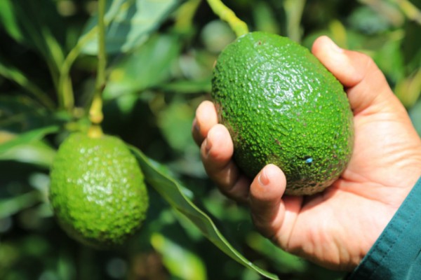 Invertirán casi $2 mil millones para potenciar producción de aguacate en el Huila