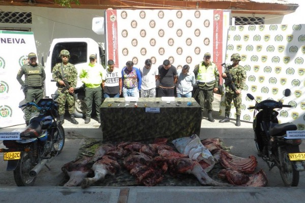 En el municipio de Aipe fue desarticulada banda dedicada al abigeato