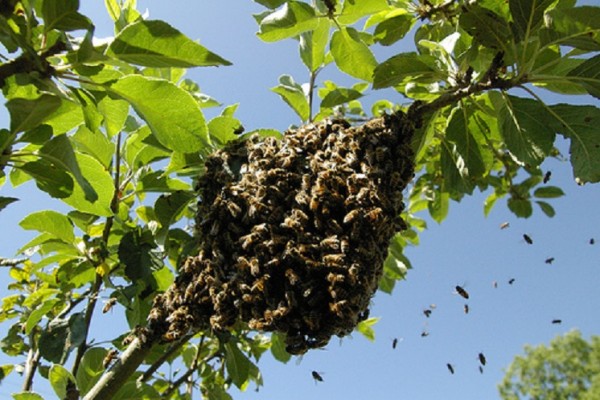 Un hombre murió tras ataque de abejas en Timaná
