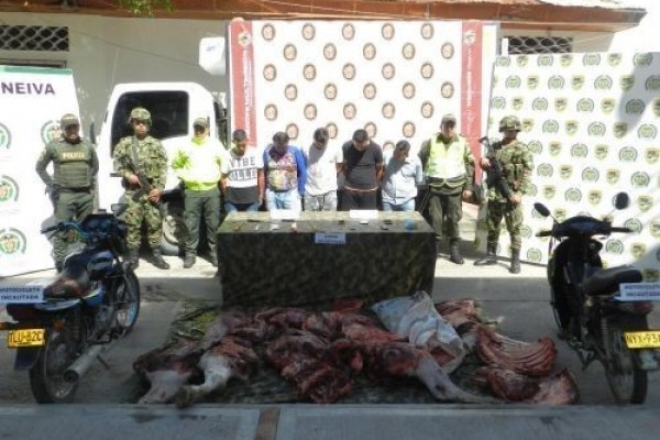 Aseguradas personas por abigeato agravado y violencia intrafamiliar en el Huila