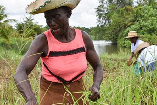 Más del 10% de las Víctimas en el país son afrocolombianos