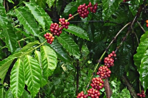 El Huila ya tiene maestría en café