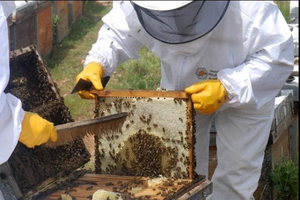 Apicultura huilense, un renglón sustentable