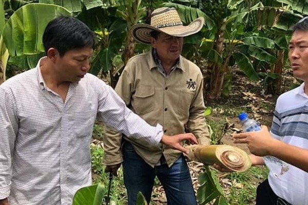 Capacitación en técnicas de producción agrícola en Campoalegre