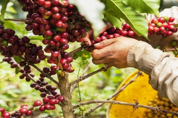 El café de Pitalito escogido como uno de los mejores de Colombia.