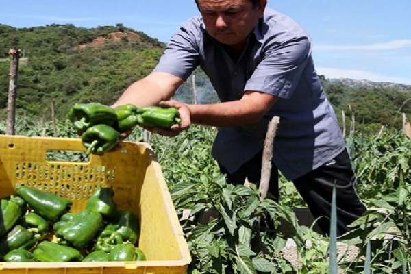 Millonaria inversión par la producción agrícola en Yaguará