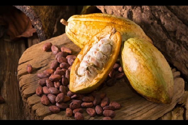 Cacao del Huila recibió certificación orgánica
