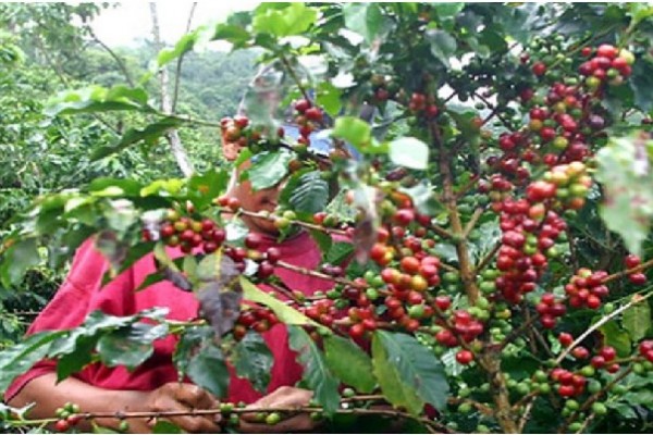 Cosecha cafetera a punto de perderse por escasa mano de obra