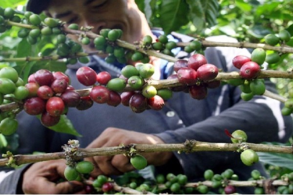 Cosecha cafetera en tiempos de cuarentena