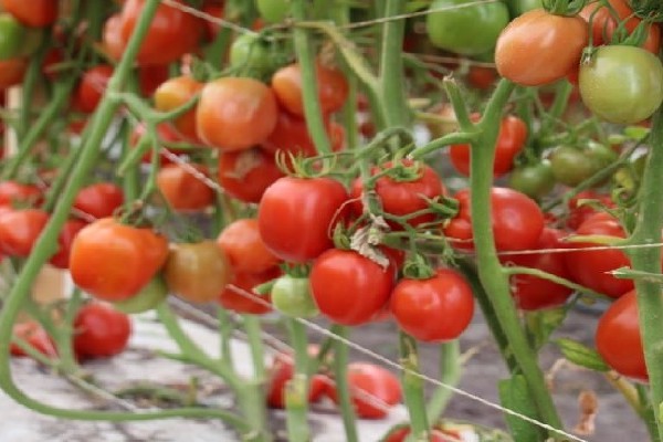 Tesalia en busca de ser el primer productor de tomate cherry del Huila