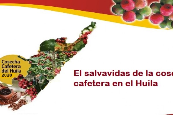 El salvavidas de la cosecha cafetera en el Huila