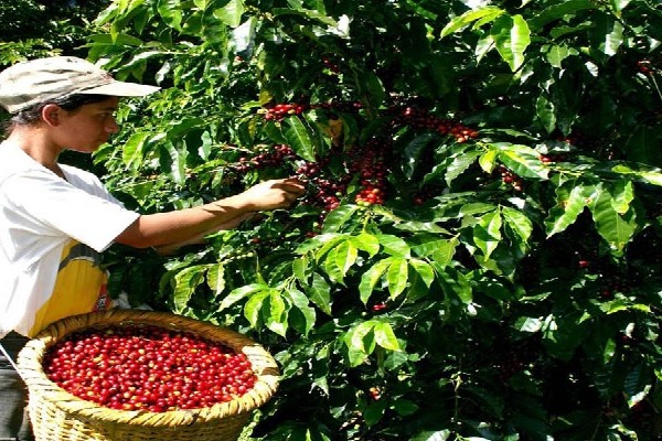 Listos para segunda temporada de cosecha cafetera en el sur del Huila