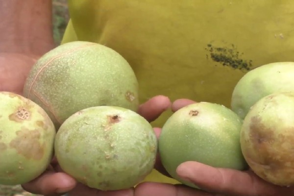 La Cholupa también se ha visto afectada por la Pandemia