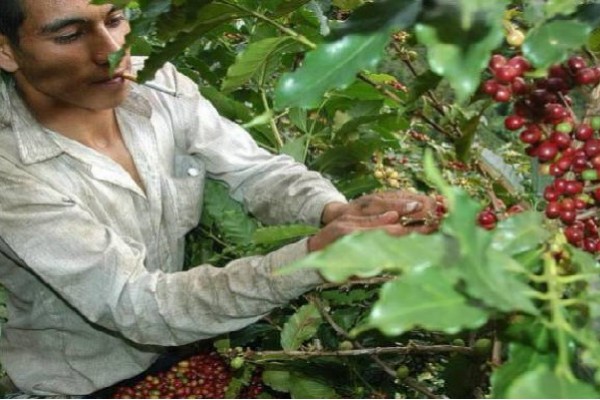 En el Huila, se buscan 22.000 recolectores de café