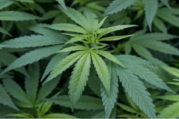 Consumo recreacional de cannabis, a segundo debate