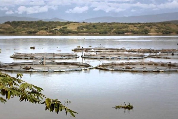 Se fortalece asociatividad Piscícola en el Departamento del Huila