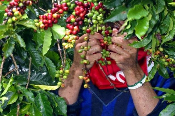 1.000 millones en maquinaria para sector cafetero llegarán al Huila