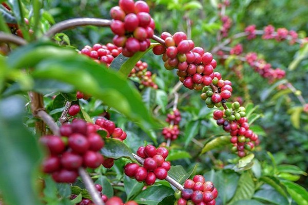 Huila el mayor productor de café del País