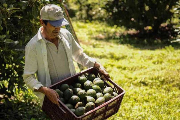 ‘Fico’ plantea seguir con inversiones en el campo