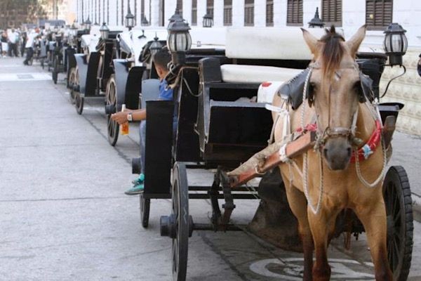 Senadora electa presentará proyecto que busca prohibir los vehículos de tracción animal
