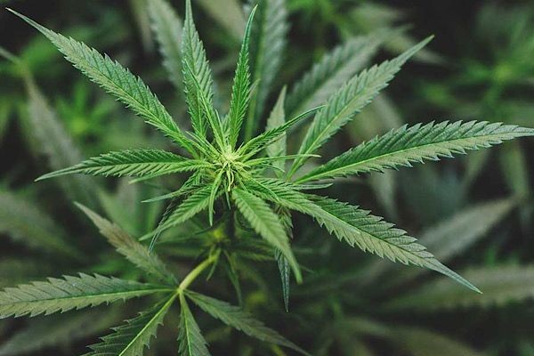 Presidente Petro plantea ampliar legalización de la marihuana