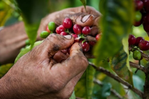 Caficultores necesitan más asistencia técnica para su productividad