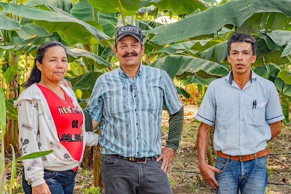 Millonaria inversión de la Gobernación del Huila para la producción de semilla de plátano de alta calidad