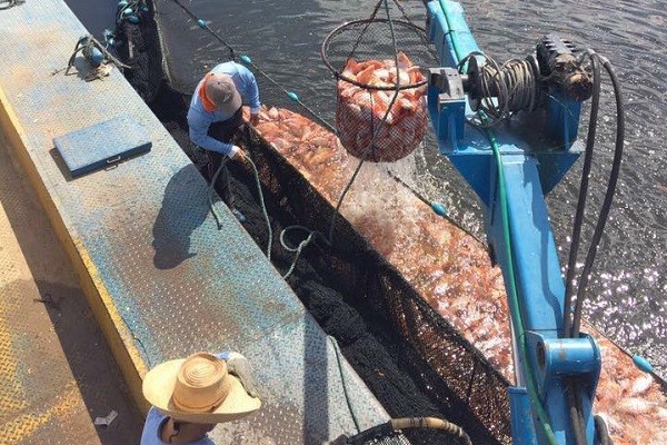 Gremios piden seguridad para piscicultores en el Huila