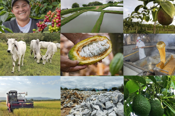 El Huila avanza en un nuevo modelo de desarrollo agropecuario