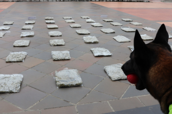En Neiva Incautan 24 mil gramos de Marihuana, con la ayuda de un canino