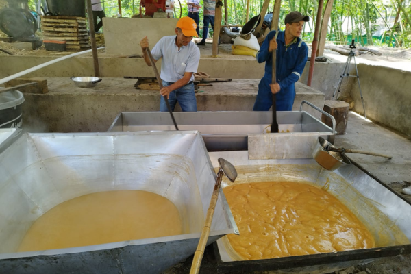Mejores condiciones productivas para las familias paneleras de Santa María, Huila