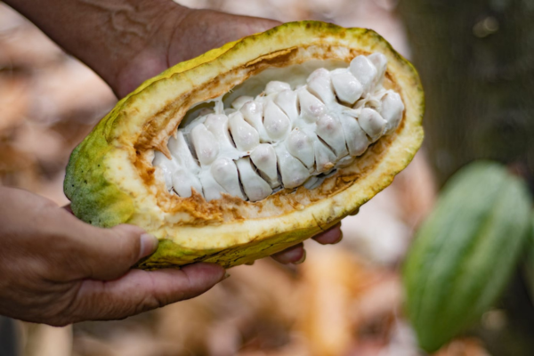 Por primera vez más de 90 asociaciones del país se han inscrito al concurso Cacao de Oro