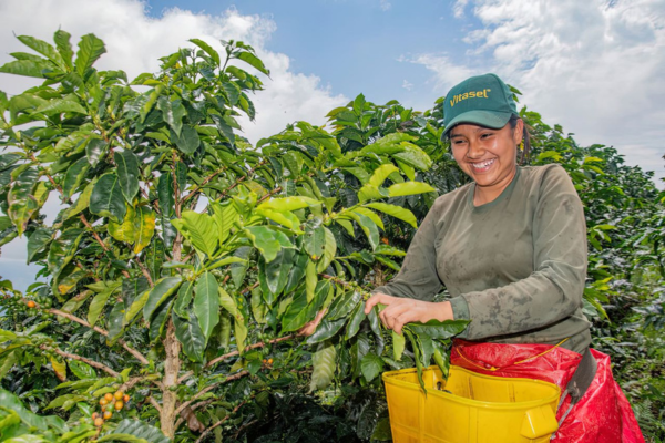 Más de 800 productores de café y frijol serán beneficiados por la Gobernación del Huila