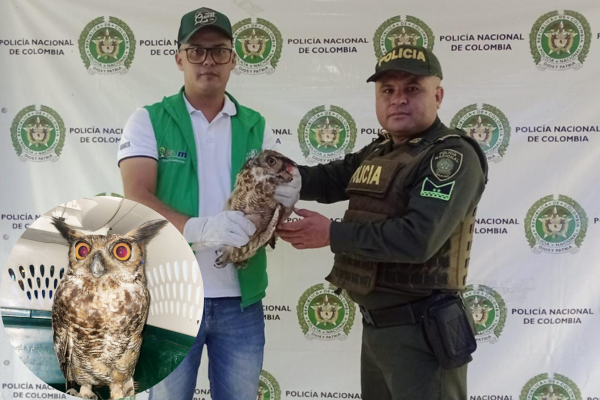 Búho americano fue recuperado en el municipio de Suaza,Huila