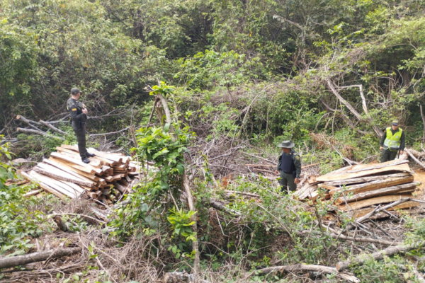 Incautan 11 metros cúbicos de madera ilegal en el municipio de Palermo, Huila