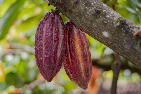 Productores de cacao del Huila entre los mejores a nivel nacional