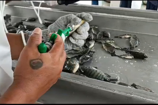 Inicia la aplicación de autovacunas en cultivos de tilapia en el Huila