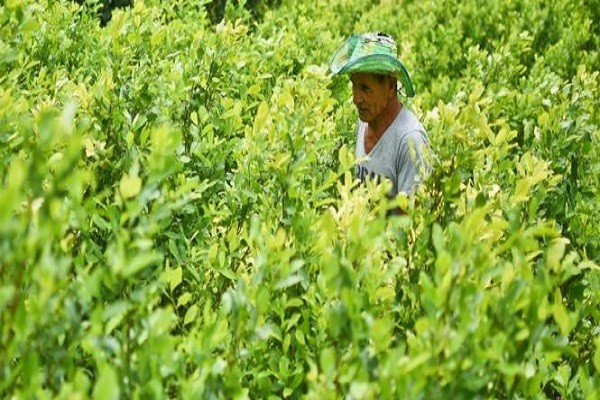 El Putumayo es el departamento que lidera los cultivos de coca en el país