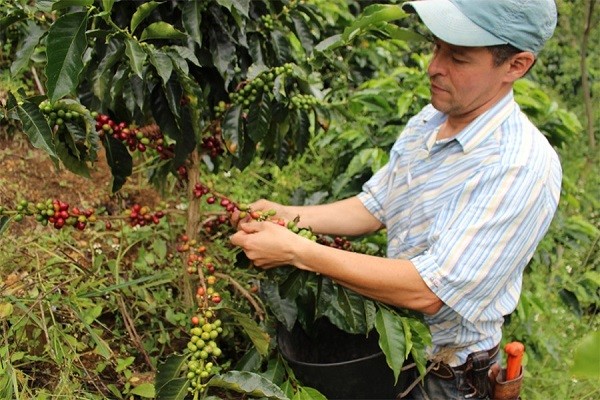 Cafeteros de Colombia solicitaron precios justos